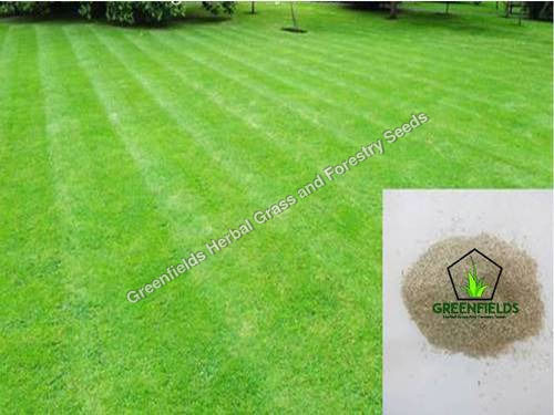 Mexican Grass Seeds Purity: 100%