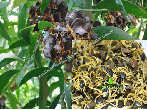 Australia Teak Seeds Acacia Mangium By Greenfields Herbal Grass and Forestry Seeds