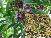 Australia Teak Seeds Acacia Mangium