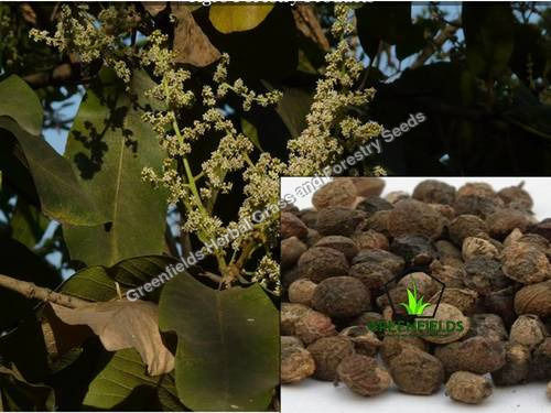 Achar Tree Seeds Buchanania Lanzan