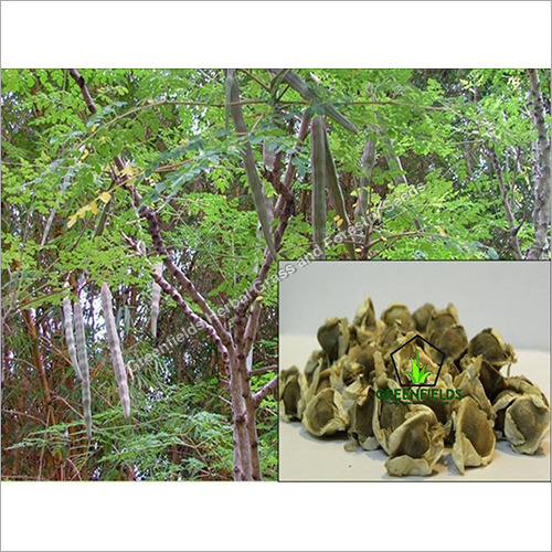 Munga Seeds - Moringa Oleifera
