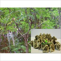 Munga Seeds - Moringa Oleifera