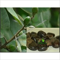 Bhilwa Medicinal Seeds Semecarpus Anacardium