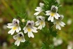 Eyebright Herb Extract