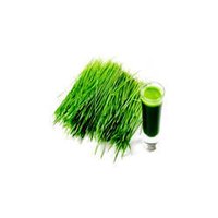 Wheatgrass Extract