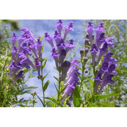 Skullcap Extract