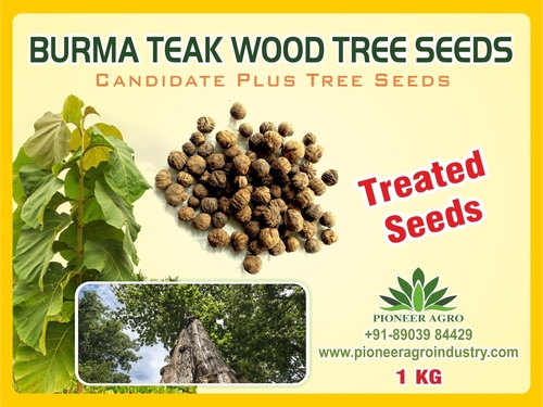 Burma Teak Wood Tree Seeds