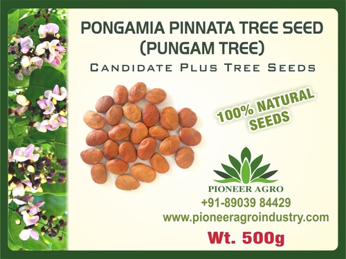 Pongamia Pinnata Tree Seed (Pungam By PIONEER AGRO INDUSTRY