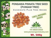 Pongamia Pinnata Tree Seed  (Pungam)