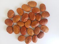 Pongamia Pinnata Tree Seed  (Pungam)