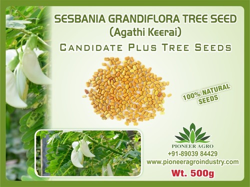 Sesbania Grandifora Tree Seed By PIONEER AGRO INDUSTRY