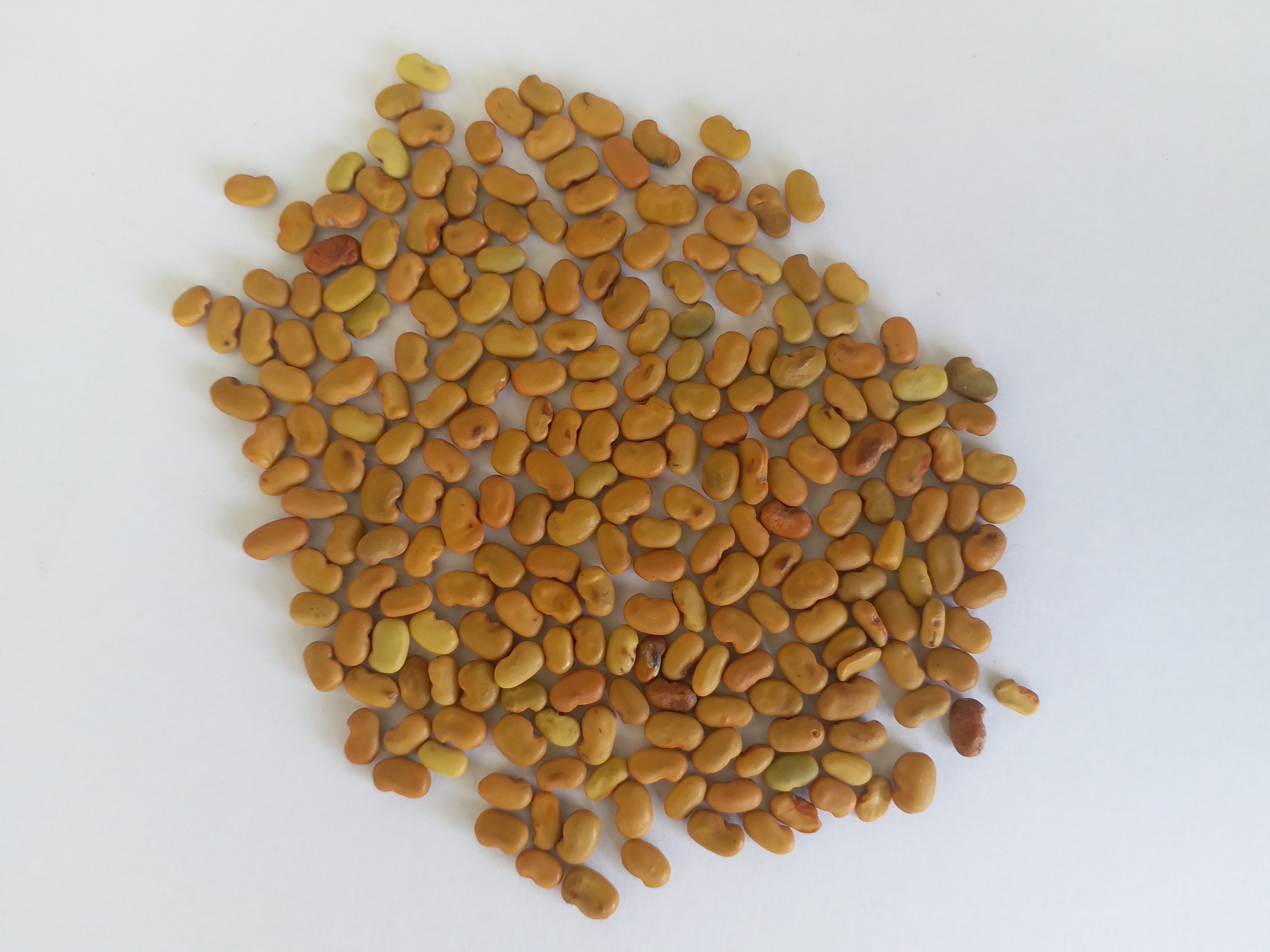 Sesbania Grandifora Tree Seed