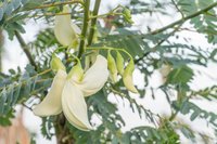 Sesbania Grandifora Tree Seed