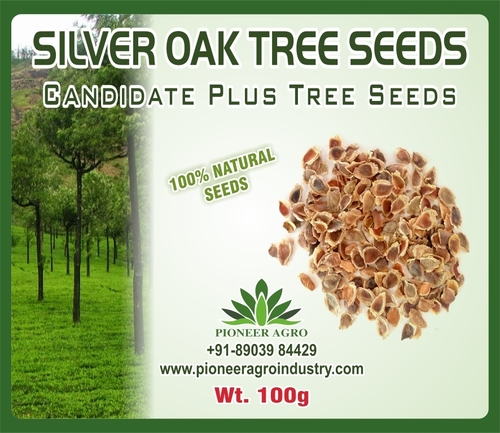 Silver Oak Tree Seeds