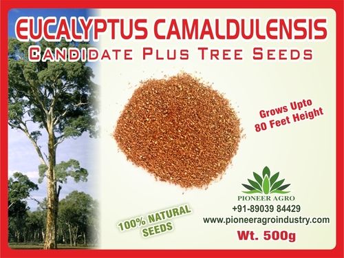 Eucalyptus Camaldulensis Tree Seed