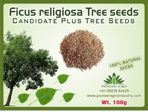 Ficus religiosa Tree seeds By PIONEER AGRO INDUSTRY