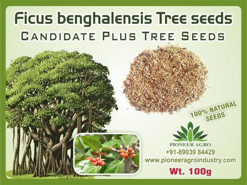 FICUS BENGHALENSIS TREE SEED