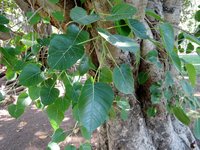 FICUS BENGHALENSIS TREE SEED