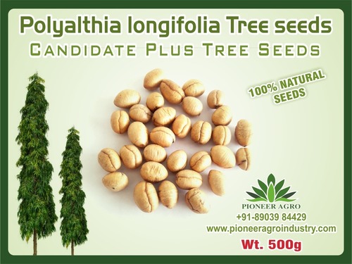 Polyalthia longifolia Tree Seed