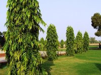 Polyalthia longifolia Tree Seed
