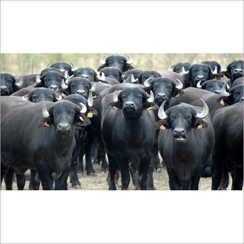 Black Jafarabadi Buffalo