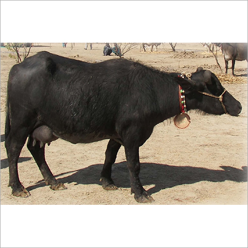 Black Kutchhi Buffalo