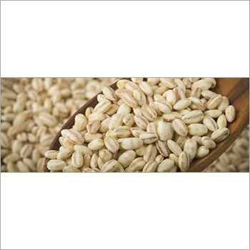 Barley Grains