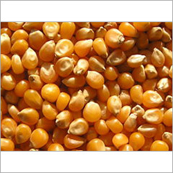 Yellow Corn Seeds