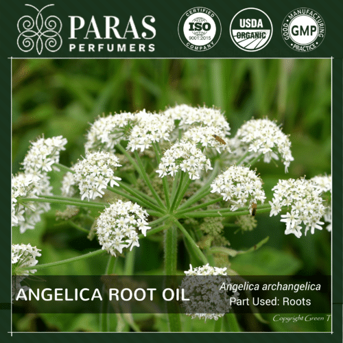 Angelica Root Oil