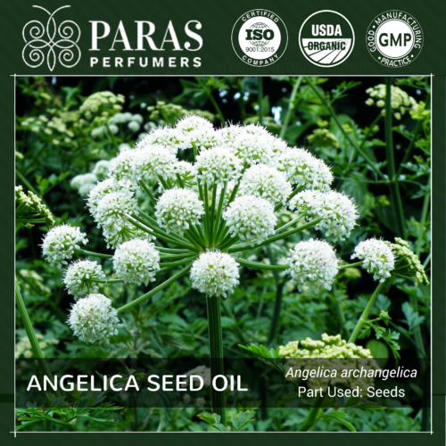Angelica Seed Oil Age Group: All Age Group