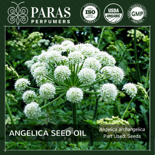 Angelica Seed Oil