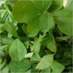 Methi Seeds - Cultivation Type: Natural