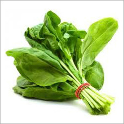 Agriculture Spinach Seeds