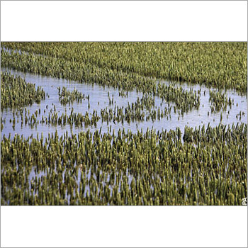 Rice Seeds