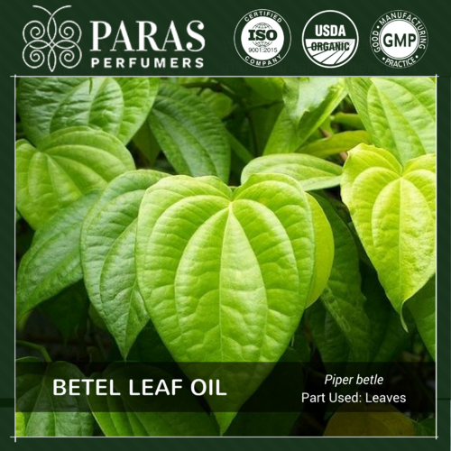 Betel Leaf Oil