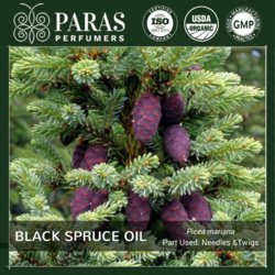 Black Spruce Oil