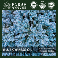 Blue Cypress Oil
