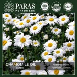 Roman Chamomile Oil