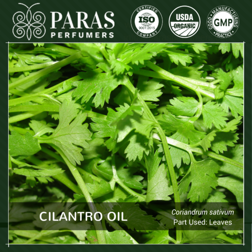 Cilantro (Coriander Leaf) Oil