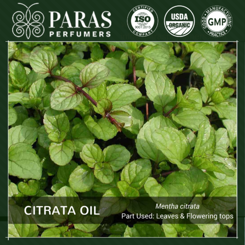 Citrata Oil