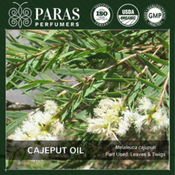 Cajeput Oil