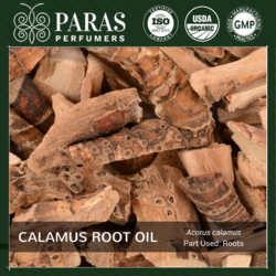 Calamus Root Oil