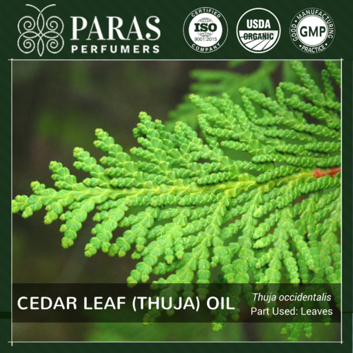 Cedar Leaf (Thuja) Oil Age Group: All Age Group