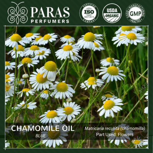 Blue Chamomile Oil