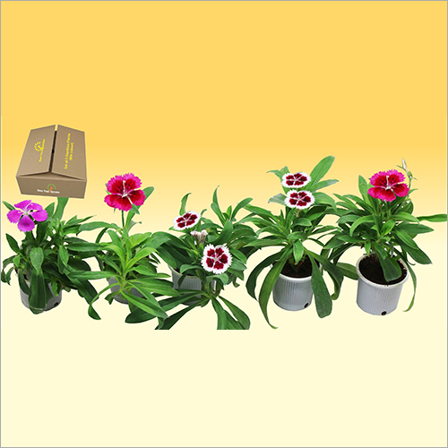 Mix Color Dianthus Plants
