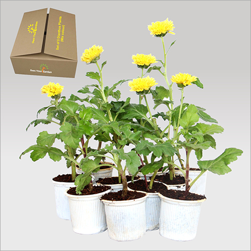 Chrysanthemum Seeds