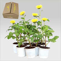 Chrysanthemum Seeds