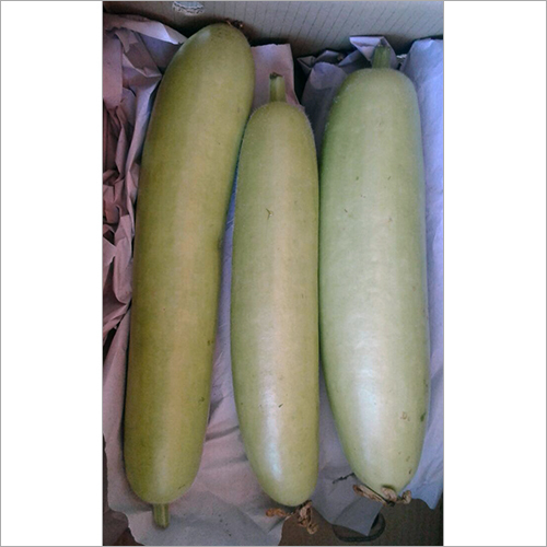 Bottle Gourd