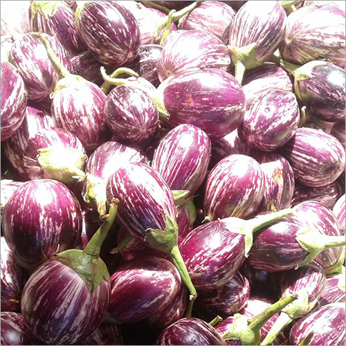 Lined Brinjal
