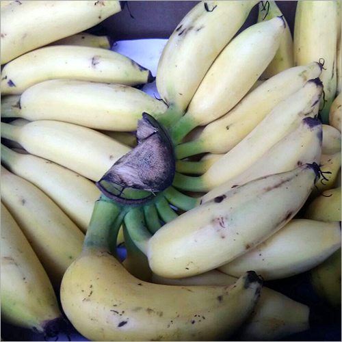 Yellow Banana - All Variety, Rich Yellow Color for Culinary Use | Perfect for Smoothies, Baking, and Snacking